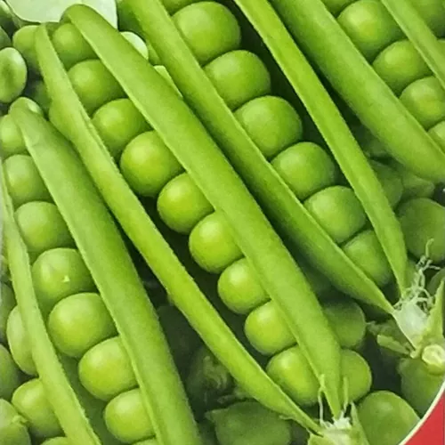 фото горох суперсахарный