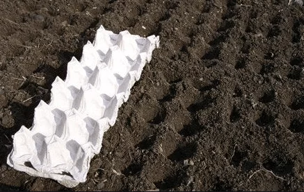 агротехніка редиски