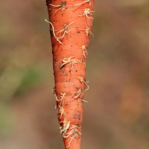 фото корневые волоски на моркови при столбуре