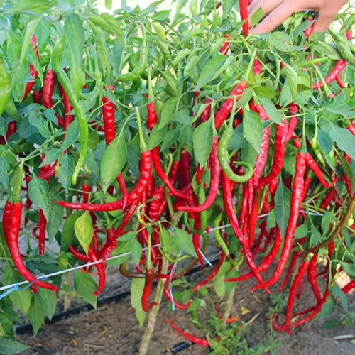 фото острого перца атаками ф1