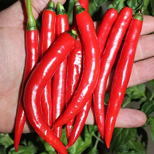 фото острого перца козий рог