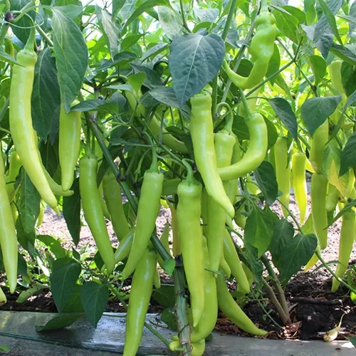 фото острого перца кс 65 ф1