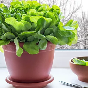 выравщивание шпината из семян на подоконнике