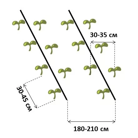 картинка двухстрочная схема посадки огурца