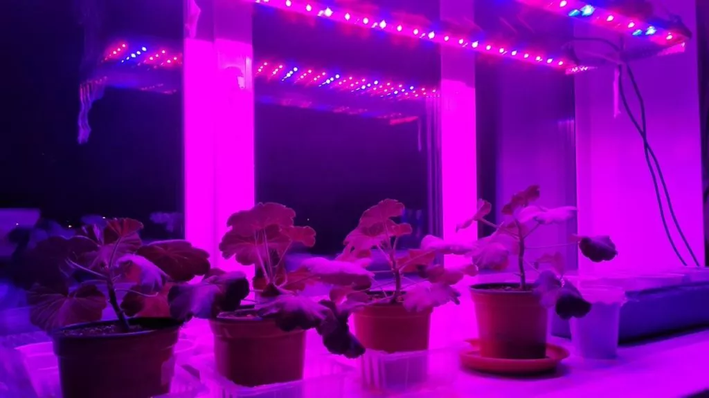 фото растения под светодиодной лампой
