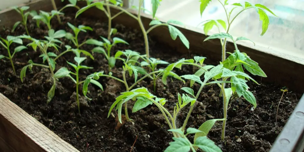 фото рассада томата