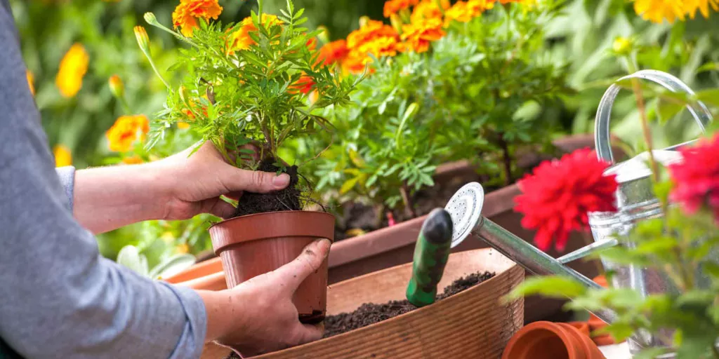 фото посадка цветов