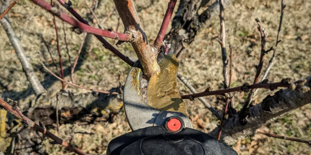 фото обрезка деревьев