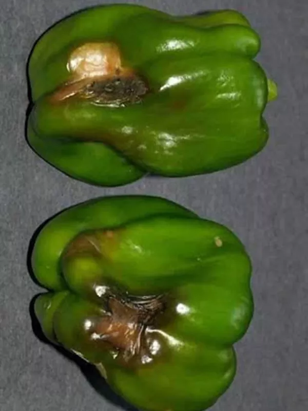 фото болезни перца листовая пятнистость и плодовая гниль