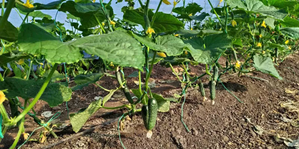 фото огурцы в теплице на капельном орошении