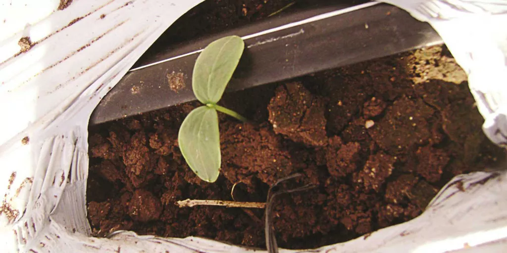 фото капельный полив огурца