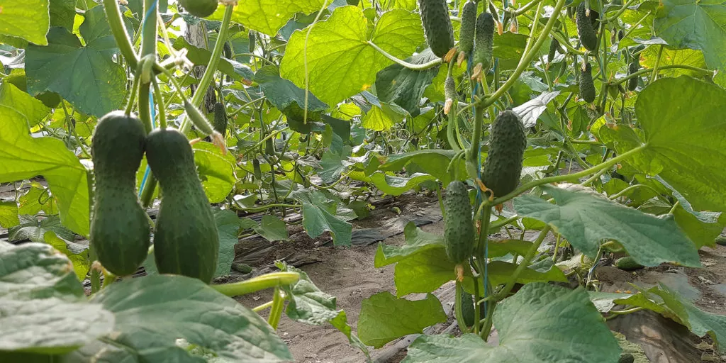 фото нарушение водного баланса на огурце