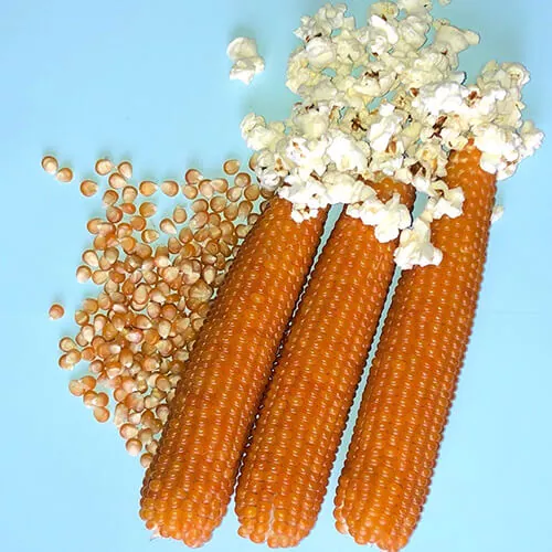 фото кукуруза попкорн эстрелла