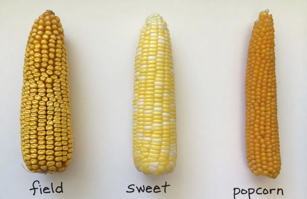 фото кукуруза виды