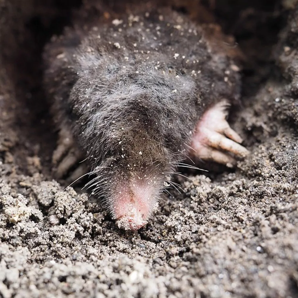 фото крот на огороде