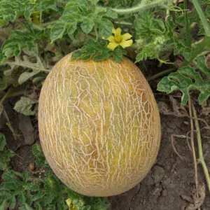 фото дыня ананас