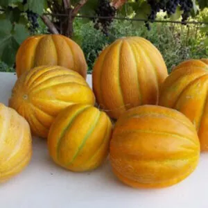 фото дыня эфиопка