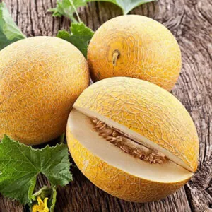 фото дыня кохозница