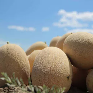 фото дыня кредо