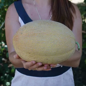 фото дыня мазин