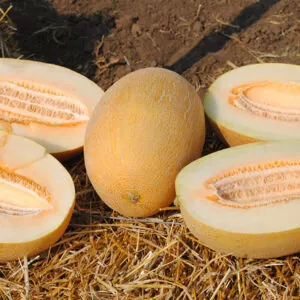 фото дыня нево