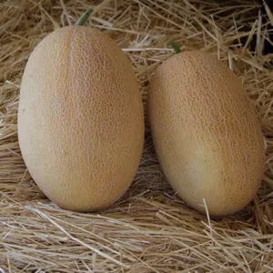 фото дыня оксана