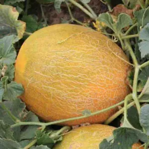 фото дыня приднестровская