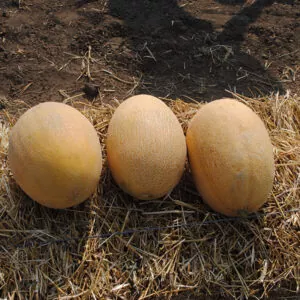 фото дыня раймонд