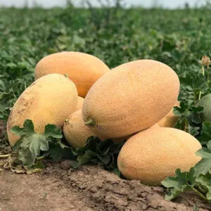 фото дыня ребекка