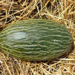 фото дыня реймил