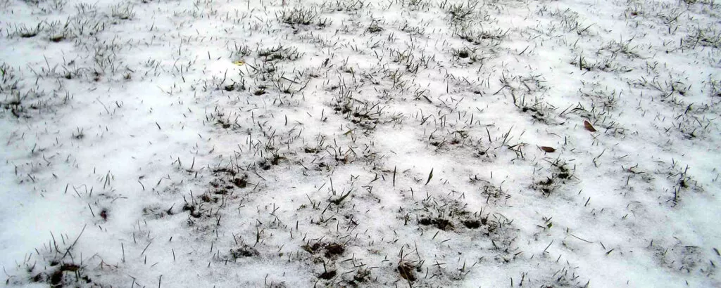 фото снег на газоне