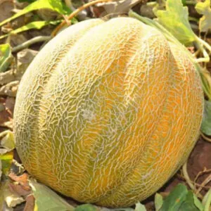 фото дыня танга