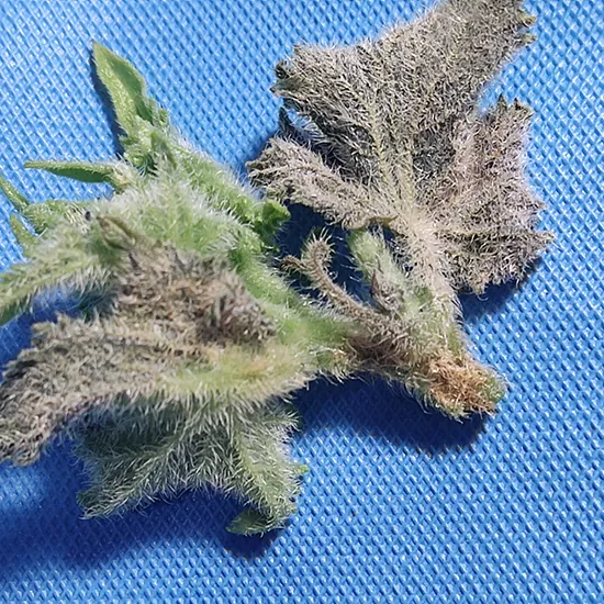 фото повреждение огуречным клопом