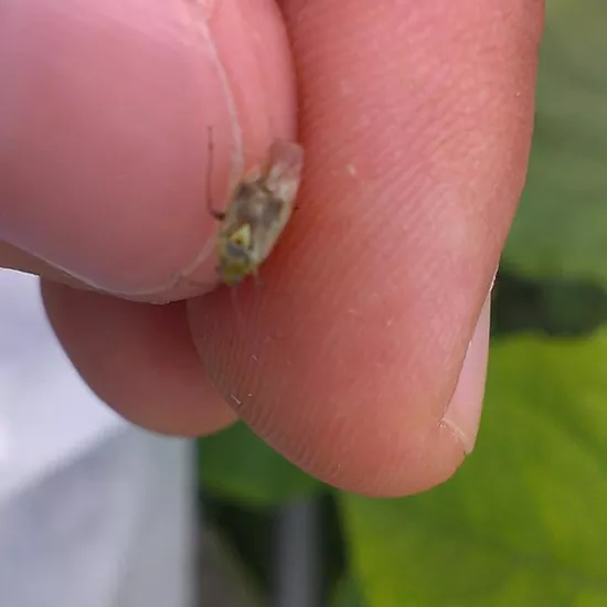 огуречный клоп