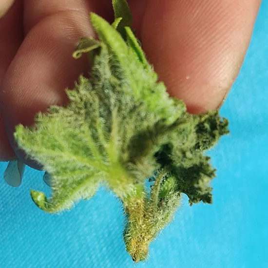 фото огуречный клоп повреждения