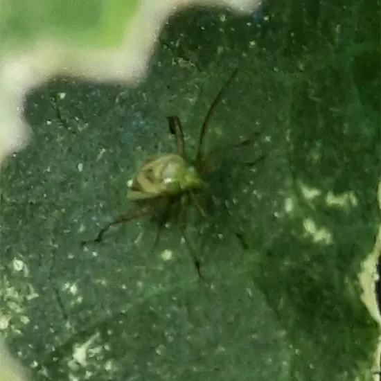 фото огуречный клоп