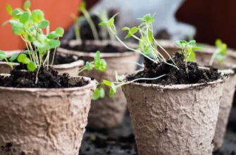 торфяные горшочки фото