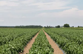 фото поле перца