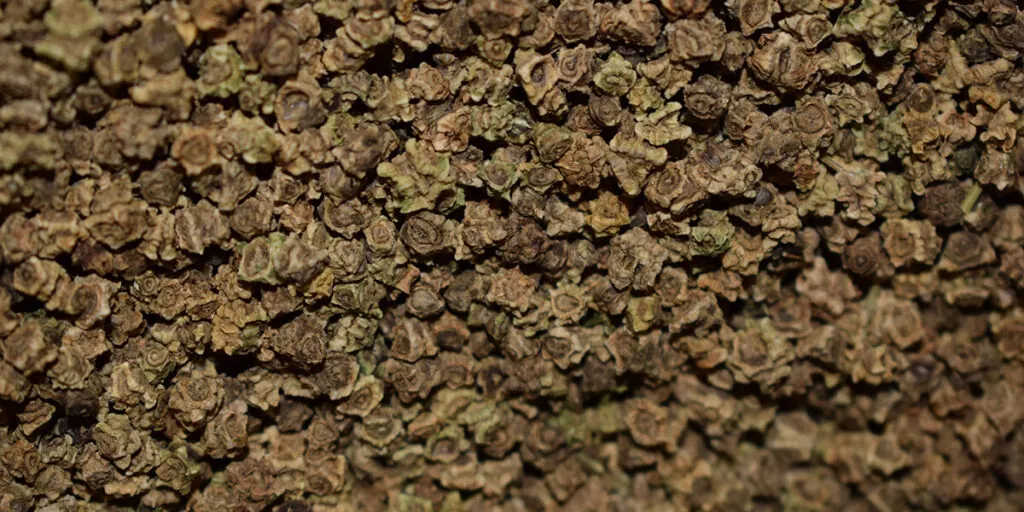 семена свеклы