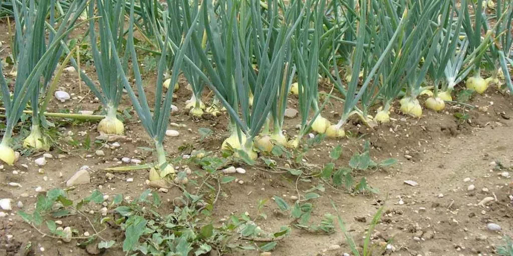 фото сорняки на луке