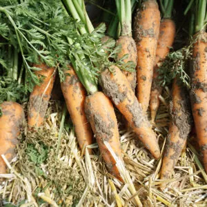 фото морковь катрин талисман