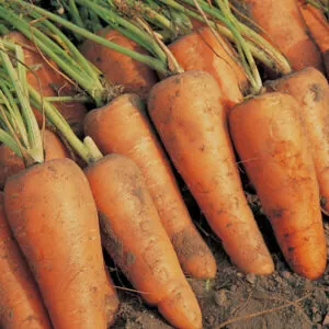 фото морковь курода