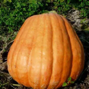 фото сорта тыквы атлантический гигант