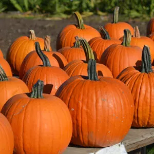 фото сорта тыквы конектикут филд