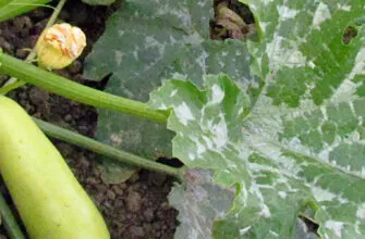 фото кабачок