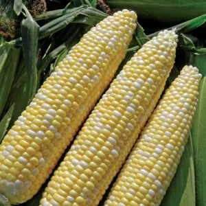фото кукурузы биколор палитра ф1