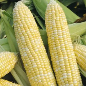 фото кукурузы биколор рамондия ф1
