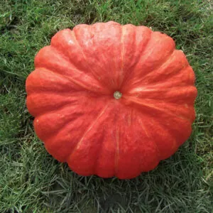 фото сорта тыквы руж виф де тамт