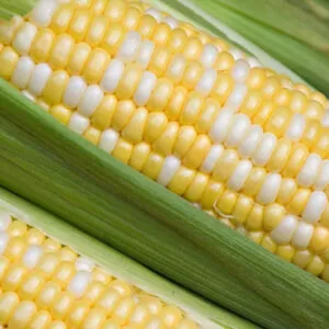 фото кукурузы биколор украинский