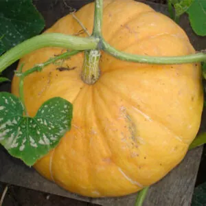 фото сорта тыквы велтруска омбровская